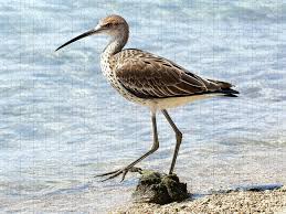 Attēlu rezultāti vaicājumam “Numenius arquata”