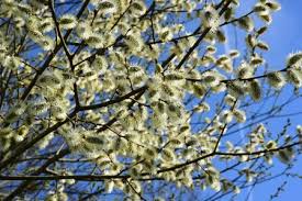 Attēlu rezultāti vaicājumam “Salix aurita leaf”