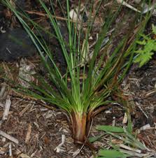 Attēlu rezultāti vaicājumam “Juncus squarrosus”