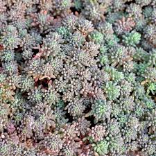 Attēlu rezultāti vaicājumam “Sedum hispanicum leaf”