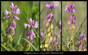 Attēlu rezultāti vaicājumam “Polygala comosa”