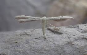 Attēlu rezultāti vaicājumam “Adaina microdactyla”