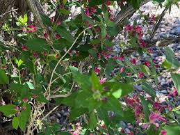 Attēlu rezultāti vaicājumam “Lonicera tatarica flower”