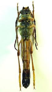 Attēlu rezultāti vaicājumam “Necydalis major”