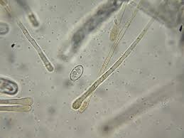 Attēlu rezultāti vaicājumam “Fuligo leviderma macro”