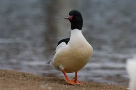 Attēlu rezultāti vaicājumam “Mergus merganser male”