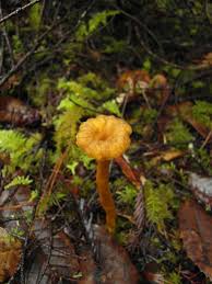 Attēlu rezultāti vaicājumam “Cantharellus lutescens”