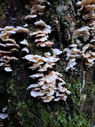 Attēlu rezultāti vaicājumam “Antrodiella semisupina”