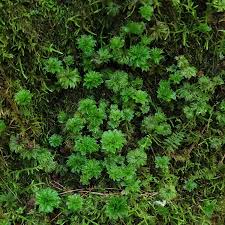 Attēlu rezultāti vaicājumam “Rhodobryum roseum”