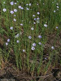 Image result for Linum usitatissimum