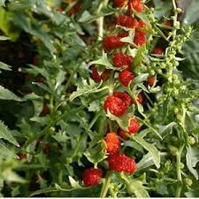 Attēlu rezultāti vaicājumam “Chenopodium foliosum fruit”