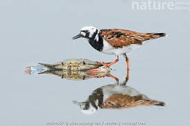 Attēlu rezultāti vaicājumam “Arenaria interpres adult”