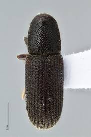 Attēlu rezultāti vaicājumam “Hylastes sp.”