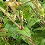 Attēlu rezultāti vaicājumam “Cerastium semidecandrum leaf”