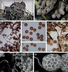 Attēlu rezultāti vaicājumam “Symphytocarpus trechisporus sessile”