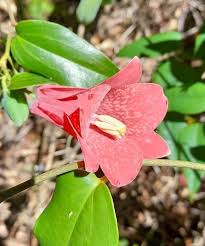 Attēlu rezultāti vaicājumam “xComagaria rosea  flower”