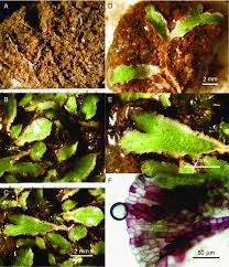 Attēlu rezultāti vaicājumam “Riccia rhenana”