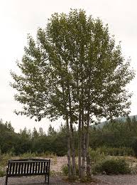 Attēlu rezultāti vaicājumam “Populus”