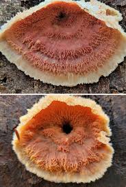 Attēlu rezultāti vaicājumam “Phlebia tremellosa”