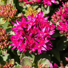 Image result for Mauerpfeffer