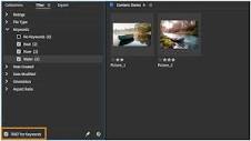 How to view & manage files in Adobe Bridge