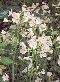Attēlu rezultāti vaicājumam “Cardamine pratensis”