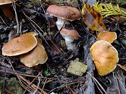 Attēlu rezultāti vaicājumam “Suillus bovinus”