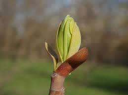 Attēlu rezultāti vaicājumam “Liriodendron tulipifera bud”
