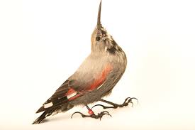 Image result for Tichodroma muraria