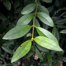 Attēlu rezultāti vaicājumam “Ligustrum vulgare”