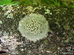 Attēlu rezultāti vaicājumam “Lecanora albella”