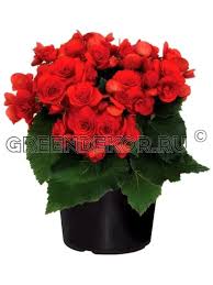 Image result for Бегония Элатиор 12х22 4601887072423