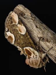 Attēlu rezultāti vaicājumam “Thyatira batis imago”