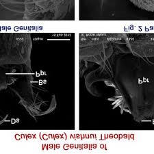 Attēlu rezultāti vaicājumam “Lamproderma gulielmae”