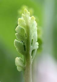 Attēlu rezultāti vaicājumam “Botrychium matricariifolium”