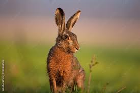 Attēlu rezultāti vaicājumam “Lepus europaeus”