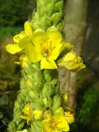 Attēlu rezultāti vaicājumam “Verbascum densiflorum flower”