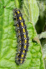 Attēlu rezultāti vaicājumam “Callimorpha dominula”