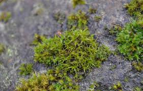 Attēlu rezultāti vaicājumam “Gymnostomum calcareum”