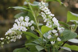 Attēlu rezultāti vaicājumam “Prunus padus var. roseiflora flower”