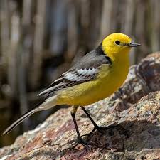 Attēlu rezultāti vaicājumam “Motacilla citreola male”