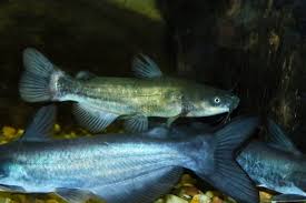 Image result for Ameiurus melas