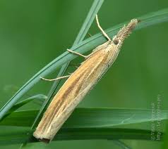 Attēlu rezultāti vaicājumam “Agriphila tristella”