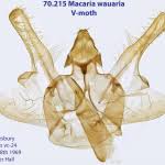 Attēlu rezultāti vaicājumam “Macaria wauaria”