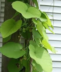 Attēlu rezultāti vaicājumam “Aristolochia durior leaf”