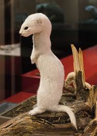 Attēlu rezultāti vaicājumam “Mustela nivalis”