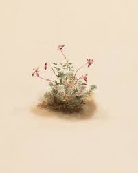 Attēlu rezultāti vaicājumam “Oxycoccus palustris flower”