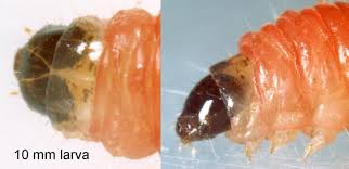 Attēlu rezultāti vaicājumam “Grapholita funebrana”