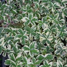 Attēlu rezultāti vaicājumam “Astrantia major leaf”