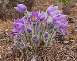 Attēlu rezultāti vaicājumam “Pulsatilla patens flower”